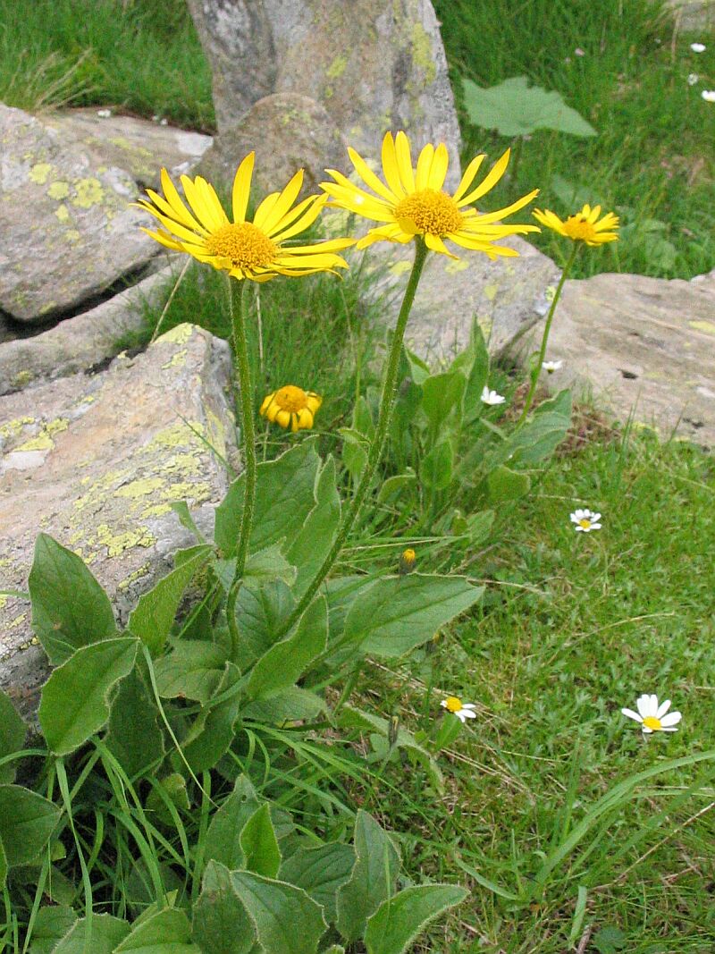 Doronicum clusii / Doronico del granito